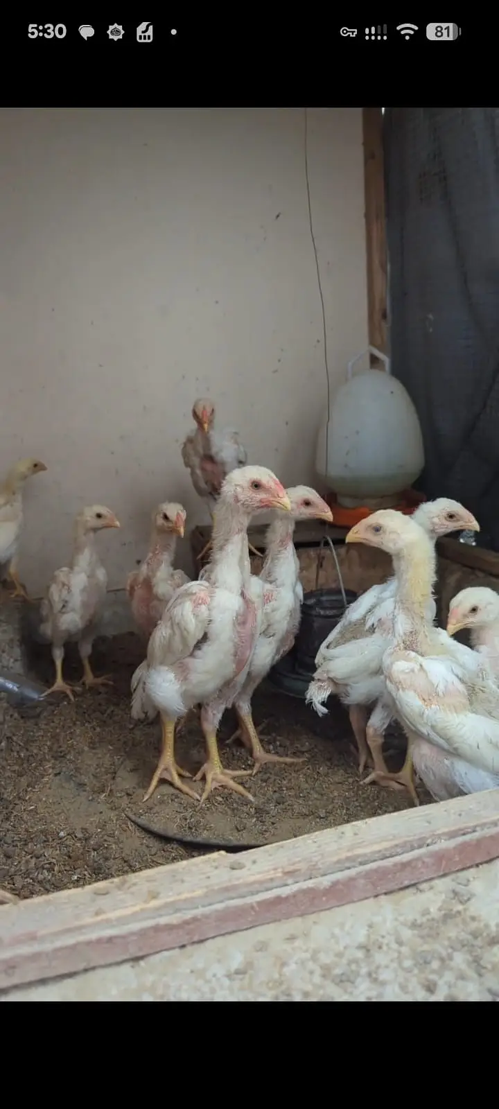 WHITE KING OH SHAMO CHICKS — photo 3