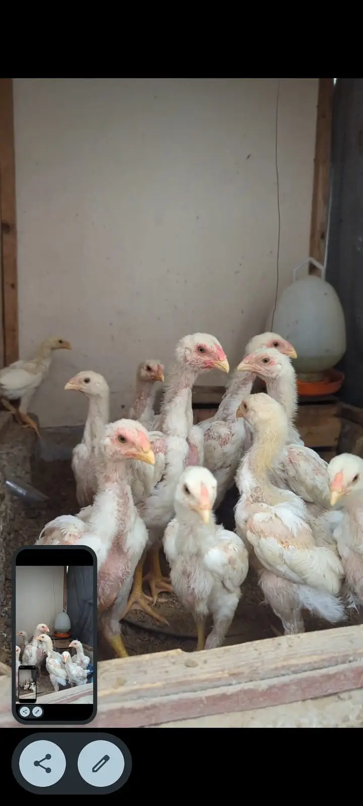 WHITE KING OH SHAMO CHICKS — photo 4