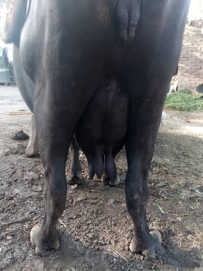 Buffalo with calf
