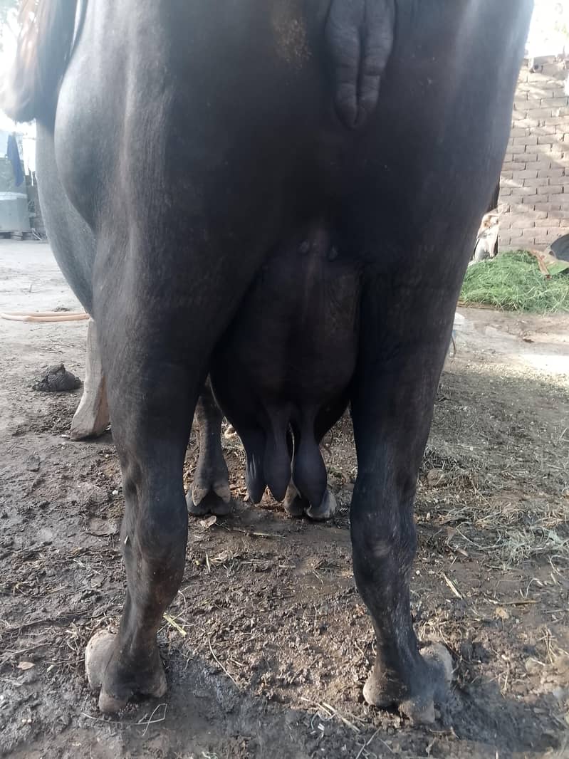 Buffalo 0