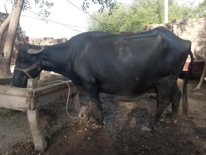 Buffalo with calf — photo 2