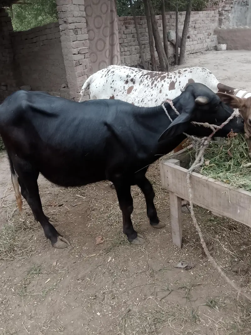 Buffalo with calf — photo 3