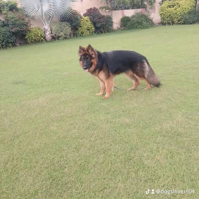 12 month female pedigree microchip completely vaccination