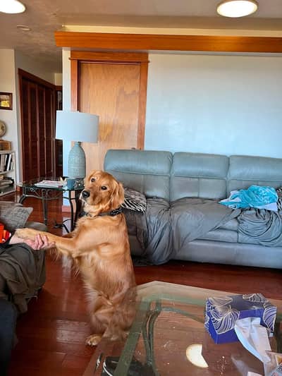 Golden Retriever