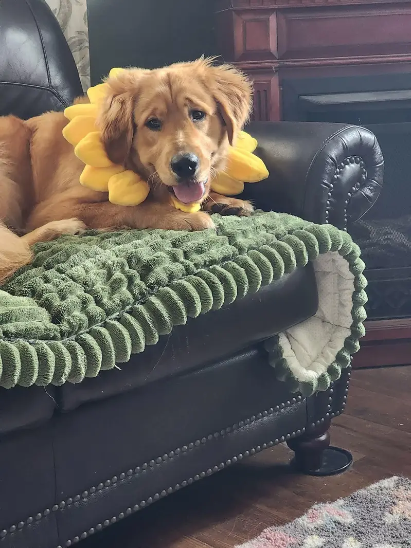 Golden Retriever — photo 2