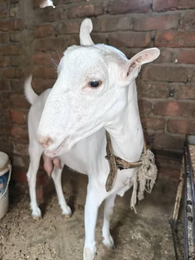 gulabi bakri teddy 6 dant 2 month ki guban