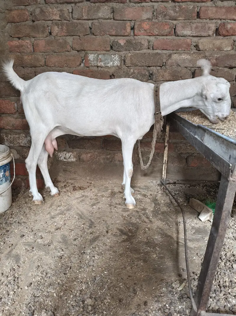 gulabi bakri teddy 6 dant 2 month ki guban — photo 2
