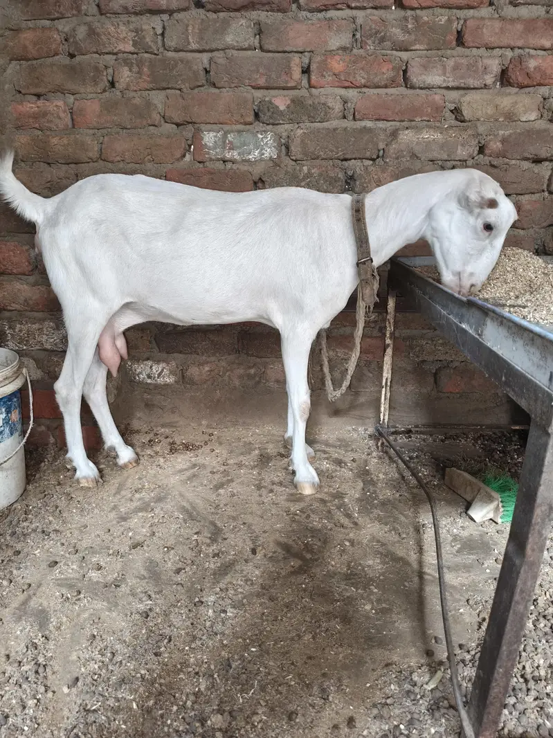 gulabi bakri teddy 6 dant 2 month ki guban — photo 3