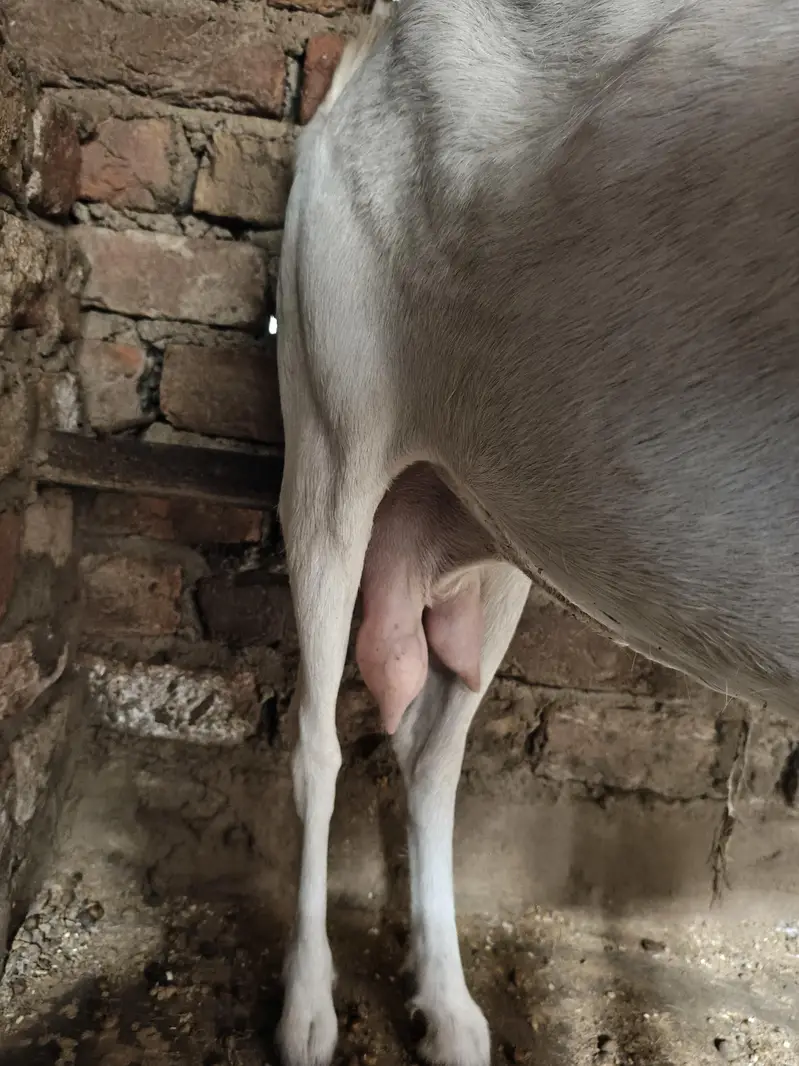 gulabi bakri teddy 6 dant 2 month ki guban — photo 4