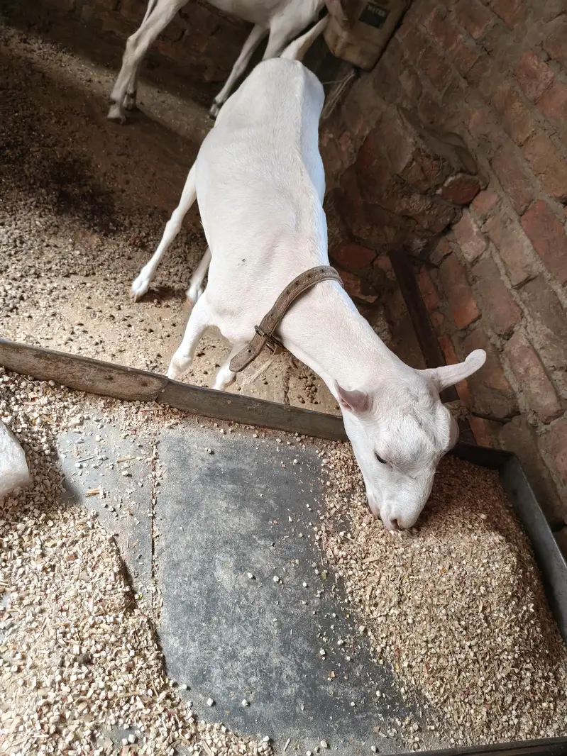 gulabi bakri teddy 6 dant 2 month ki guban — photo 5