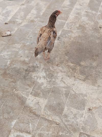 Aseel hen for sale