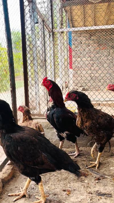 Hens aseel