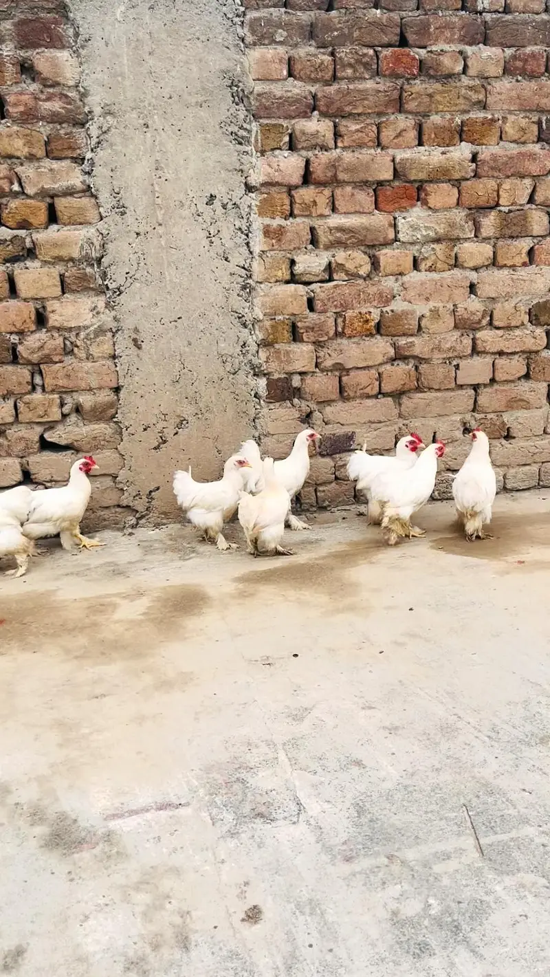 Hens aseel — photo 2