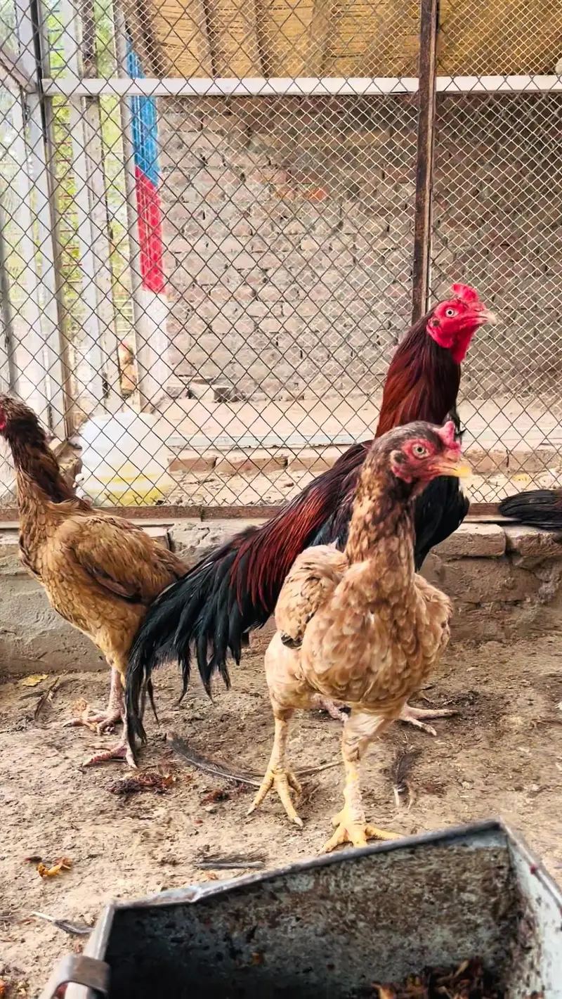 Hens aseel — photo 3