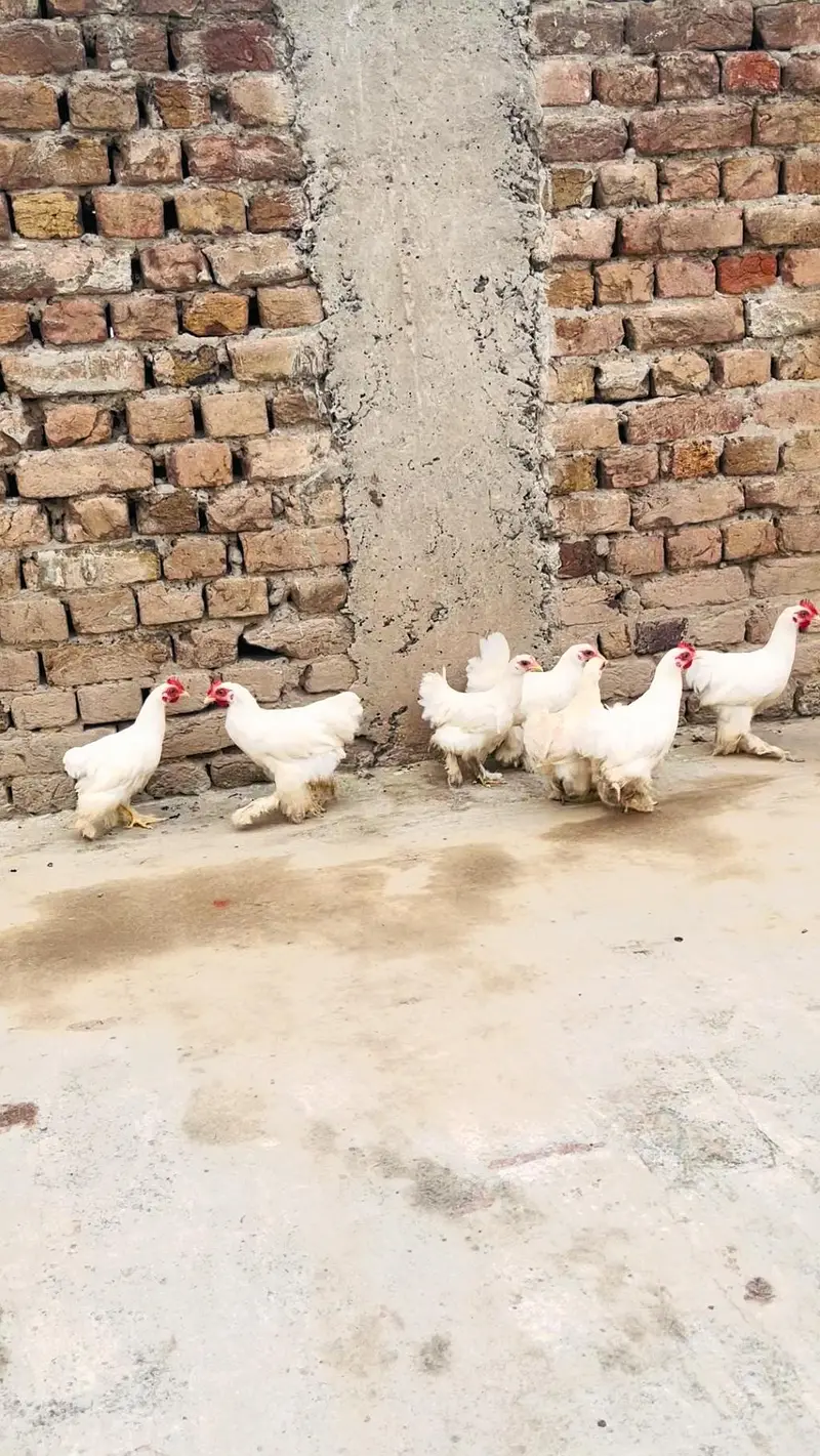 Hens aseel — photo 4
