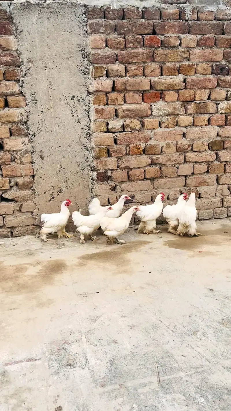 Hens aseel — photo 5
