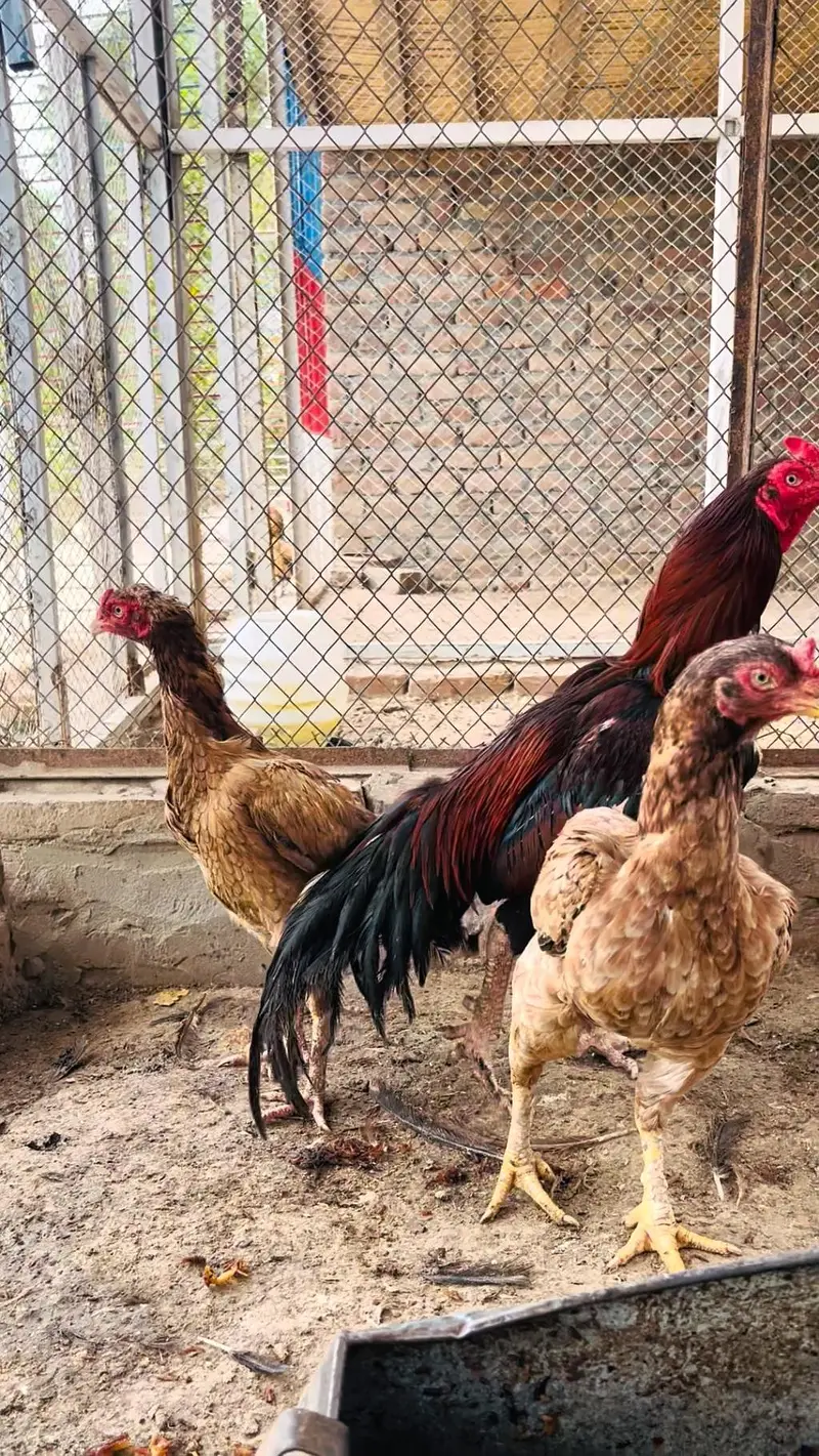 Hens aseel — photo 6