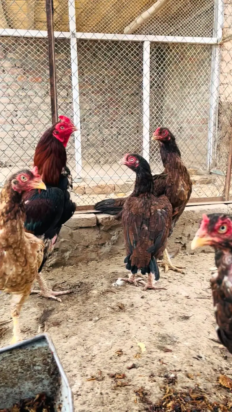Hens aseel — photo 7