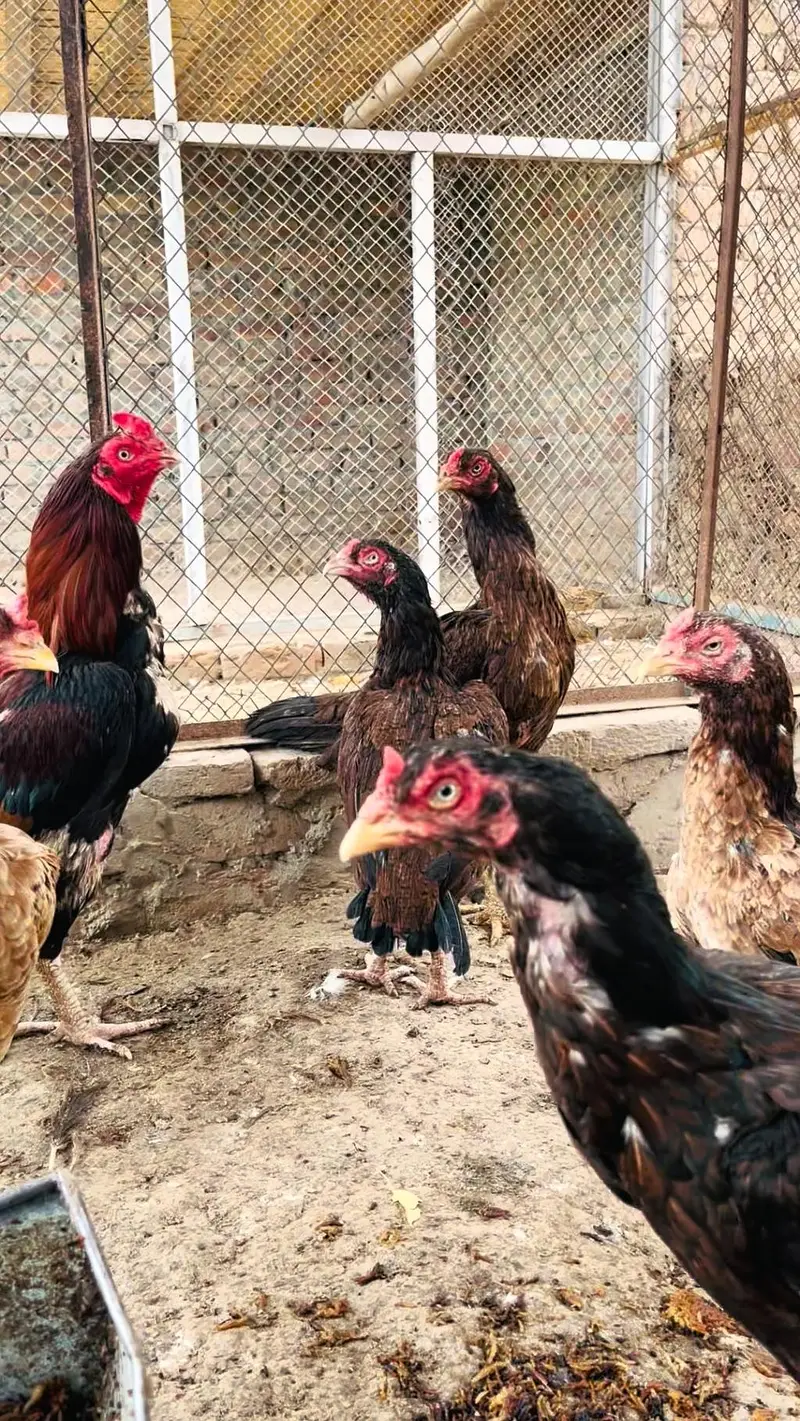 Hens aseel — photo 8