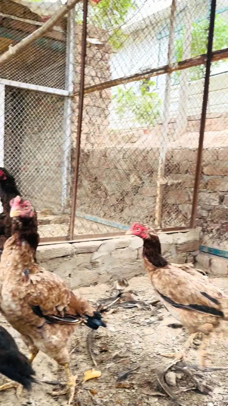 Hens aseel — photo 9
