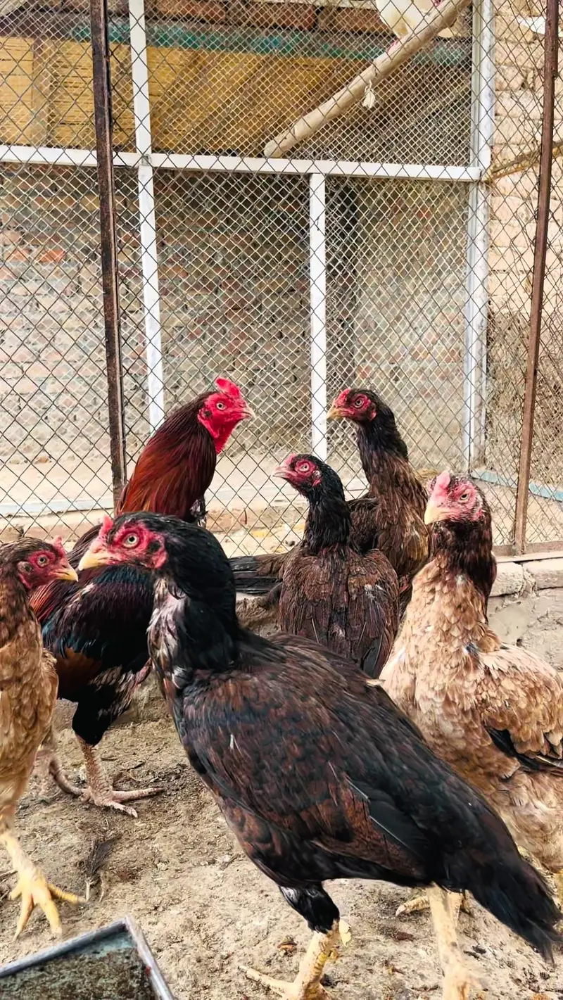 Hens aseel — photo 10