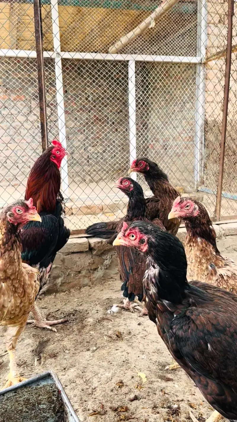 Hens aseel — photo 11