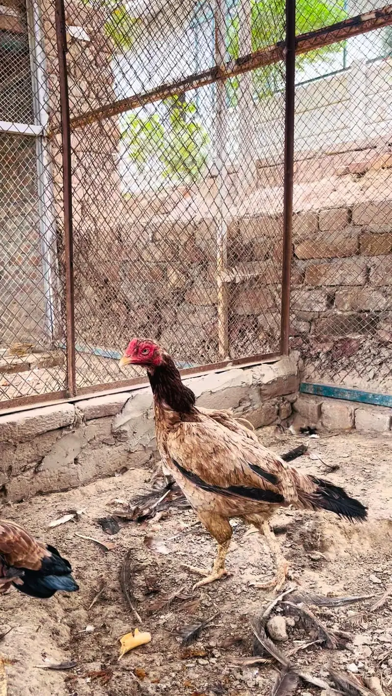 Hens aseel — photo 12