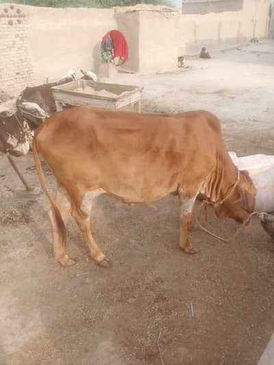 ablak
