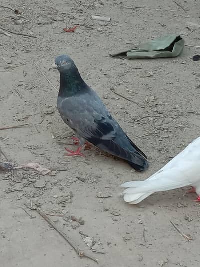 Golden Cross High Flyer Piegon