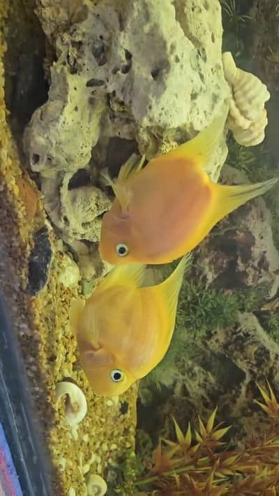 yellow hearted perrot fish