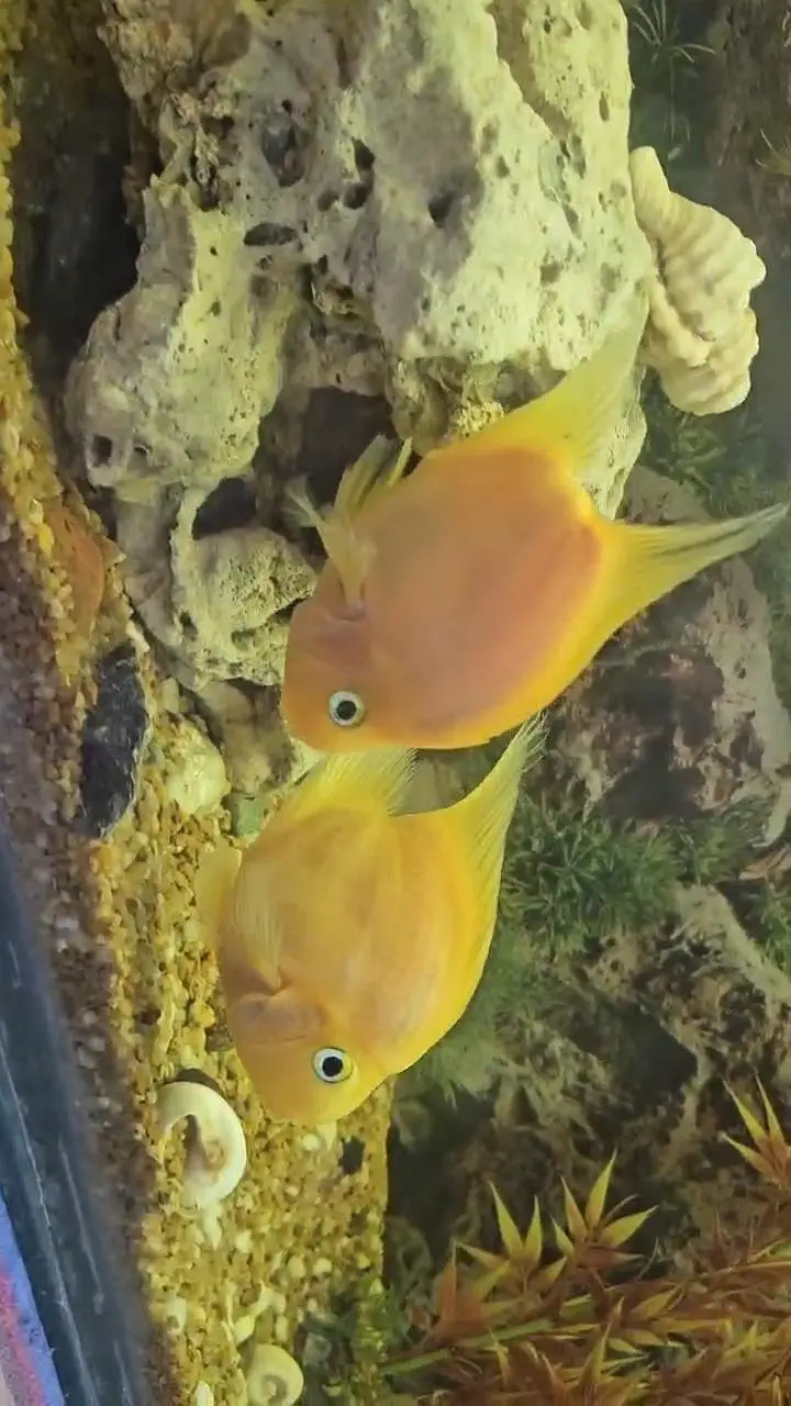 yellow hearted perrot fish