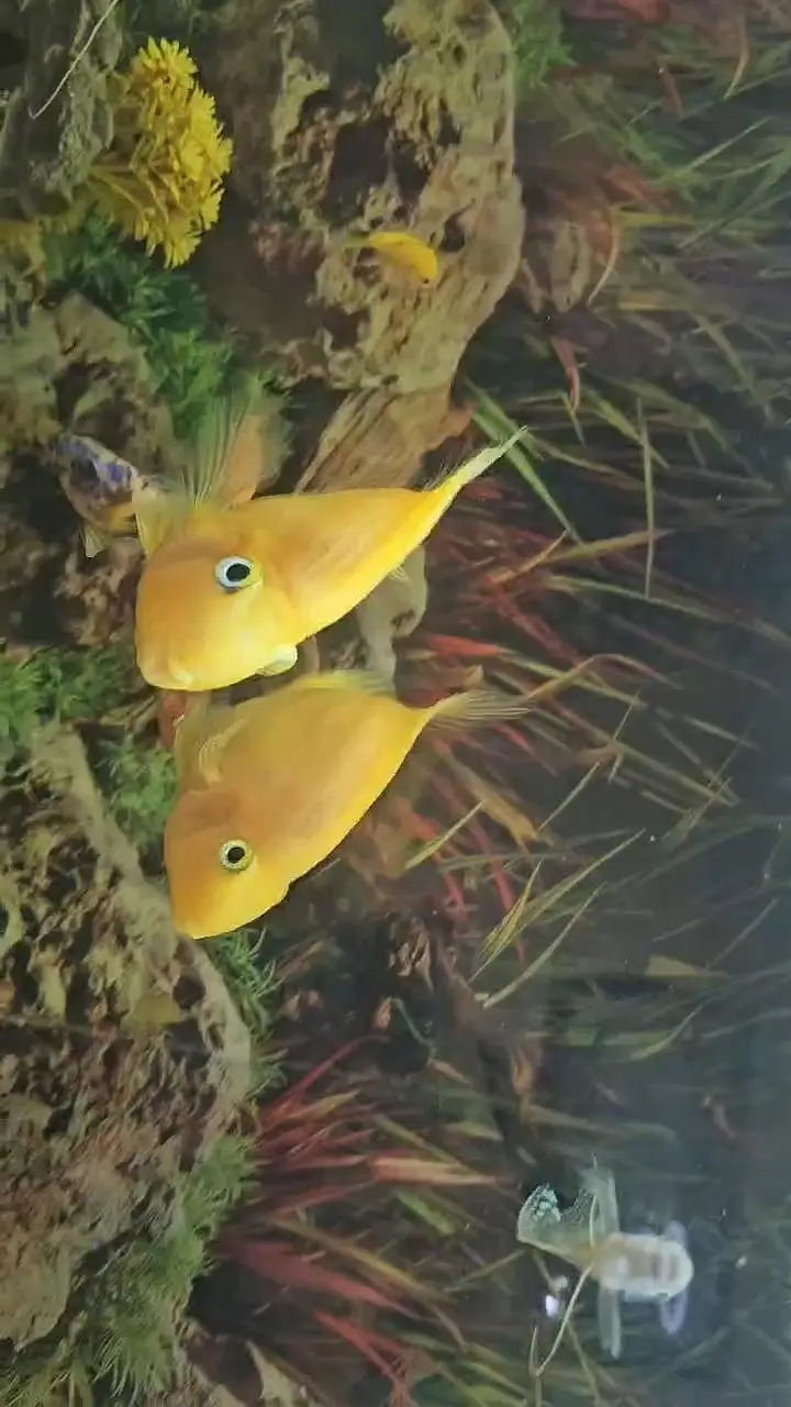 yellow hearted perrot fish — photo 2