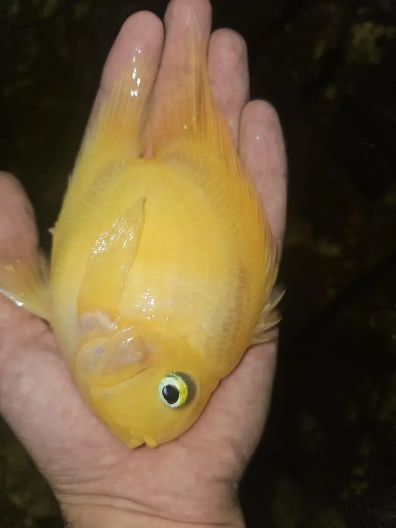 yellow hearted perrot fish — photo 3