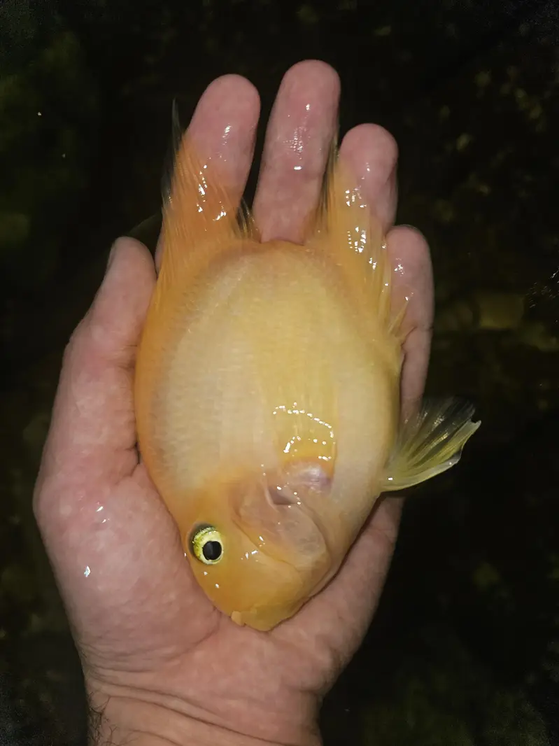yellow hearted perrot fish — photo 4