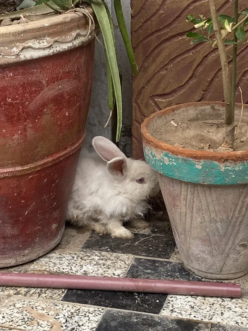Angora rabbits for sale