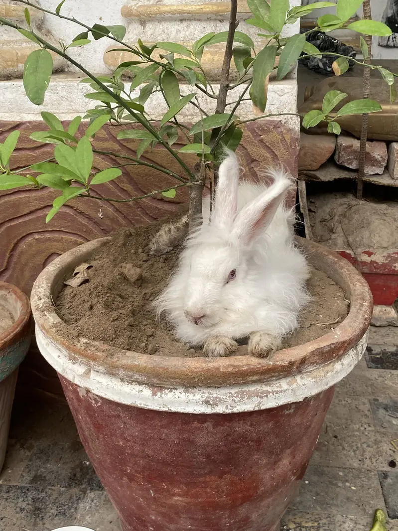 Angora rabbits for sale — photo 2