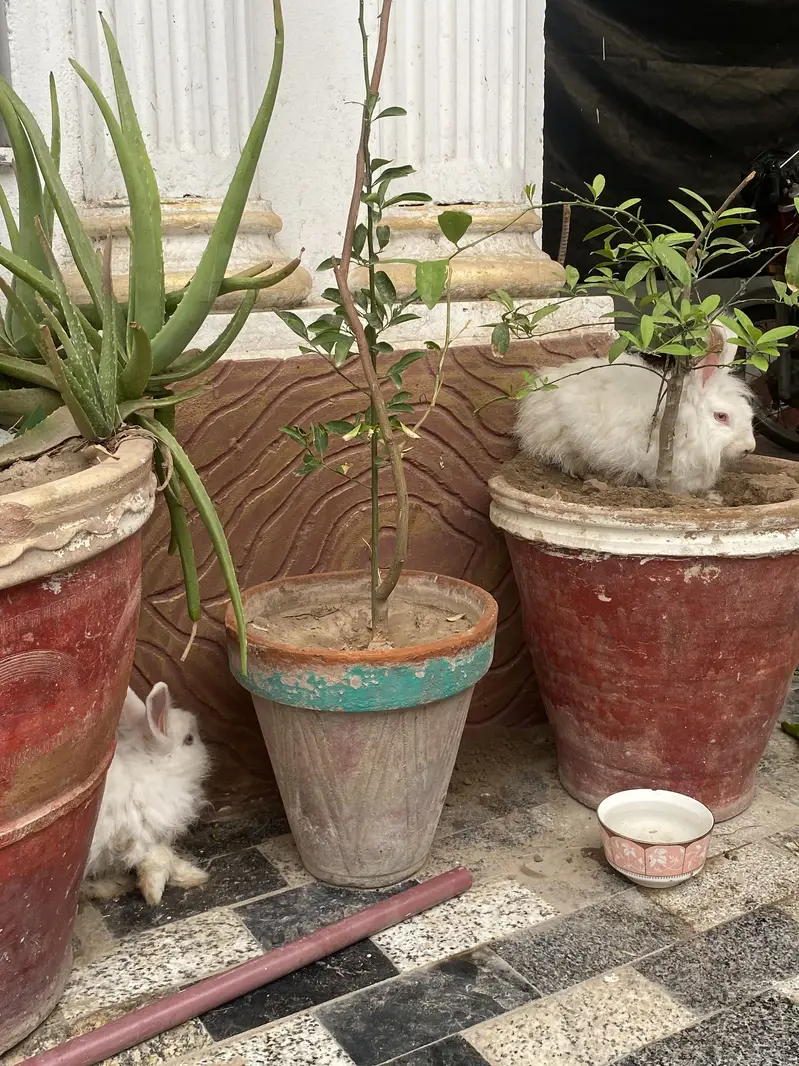 Angora rabbits for sale — photo 3