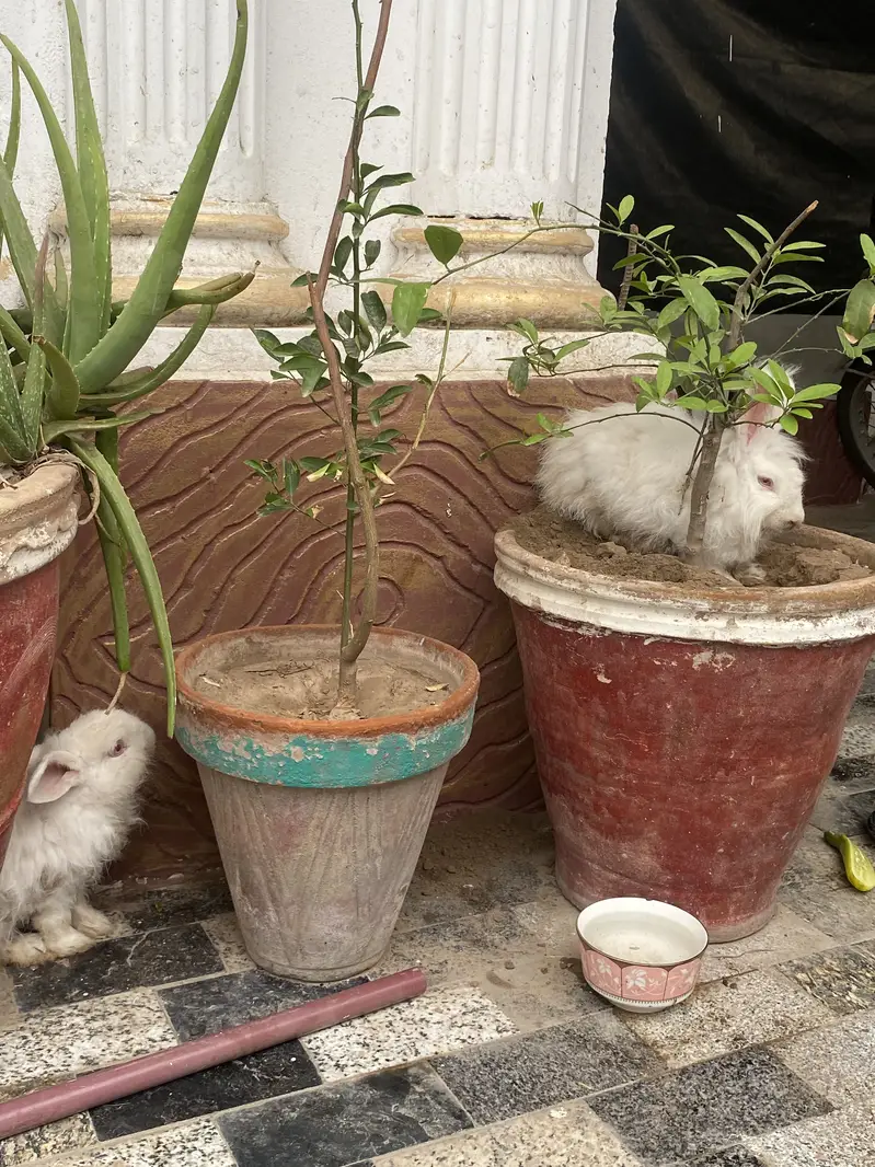 Angora rabbits for sale — photo 4
