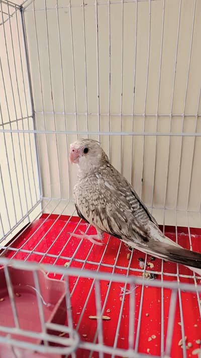 Pearl Cockatiel (Tamed)