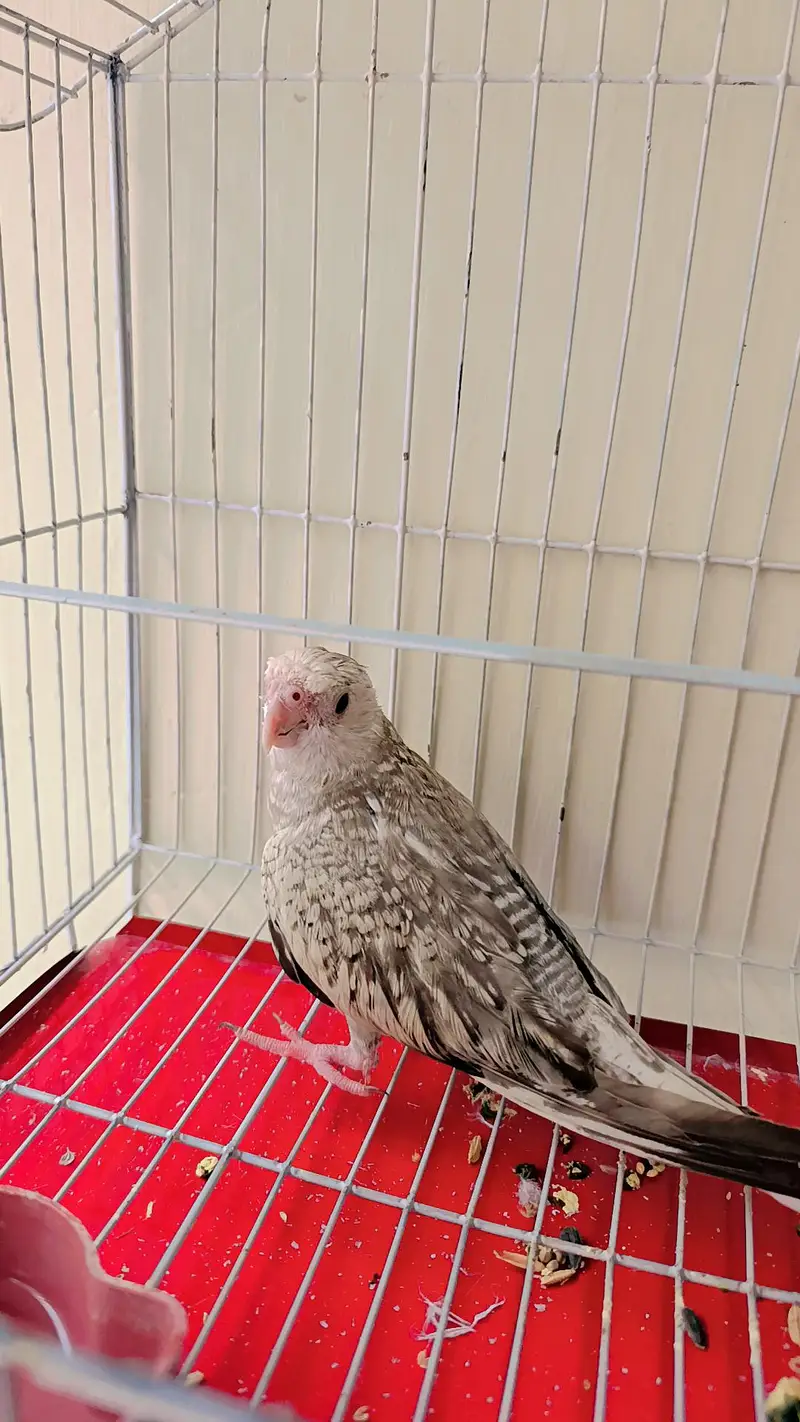 Pearl Cockatiel (Tamed) — photo 2