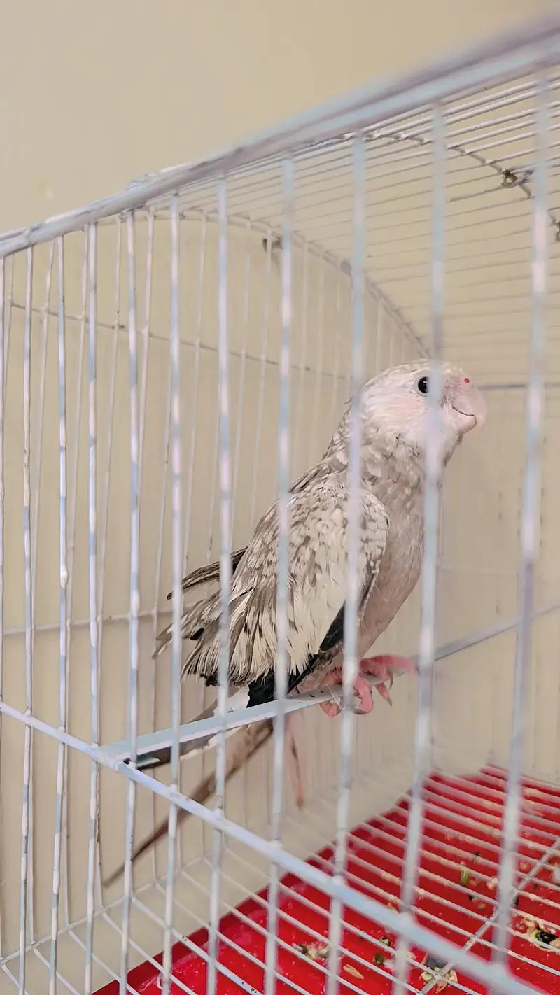 Pearl Cockatiel (Tamed) — photo 3