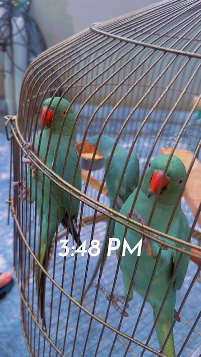 Talking parrots