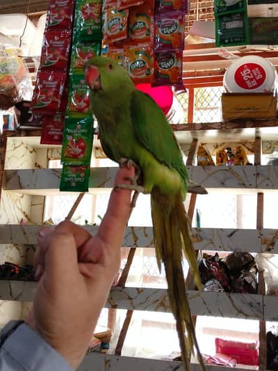 Friendly Hand Tame Ringneck – Healthy & Active