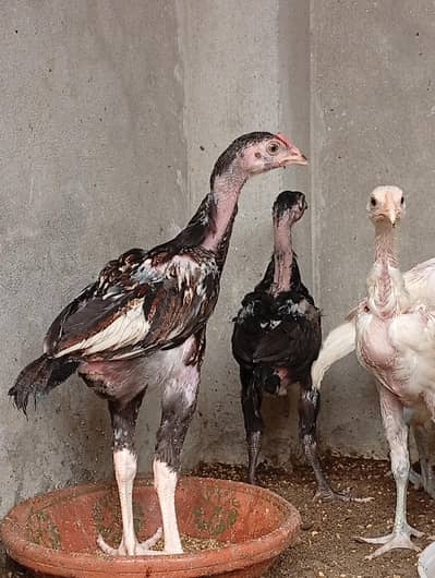 *Heera Cross vaitnam Chicks for Sale/ shamo/ thai/ chicks for sale