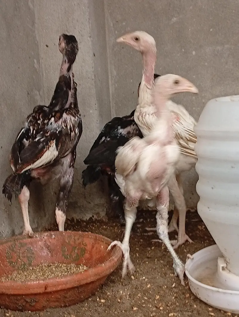 *Heera Cross vaitnam Chicks for Sale/ shamo/ thai/ chicks for sale — photo 2