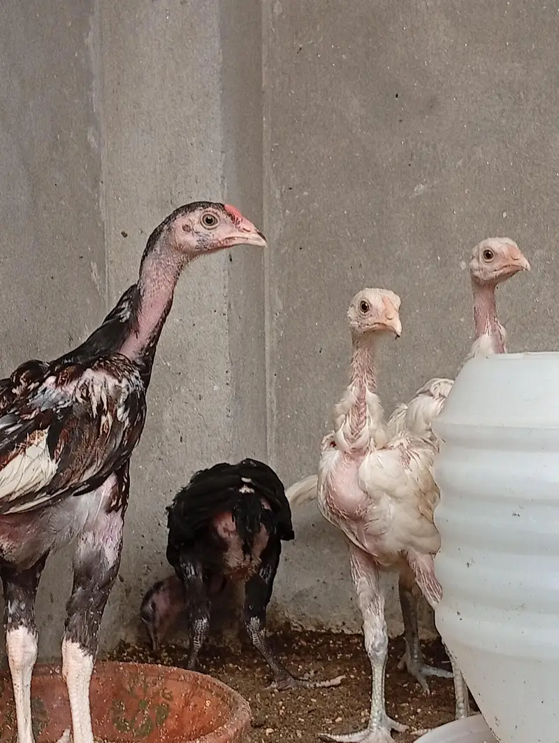*Heera Cross vaitnam Chicks for Sale/ shamo/ thai/ chicks for sale — photo 3