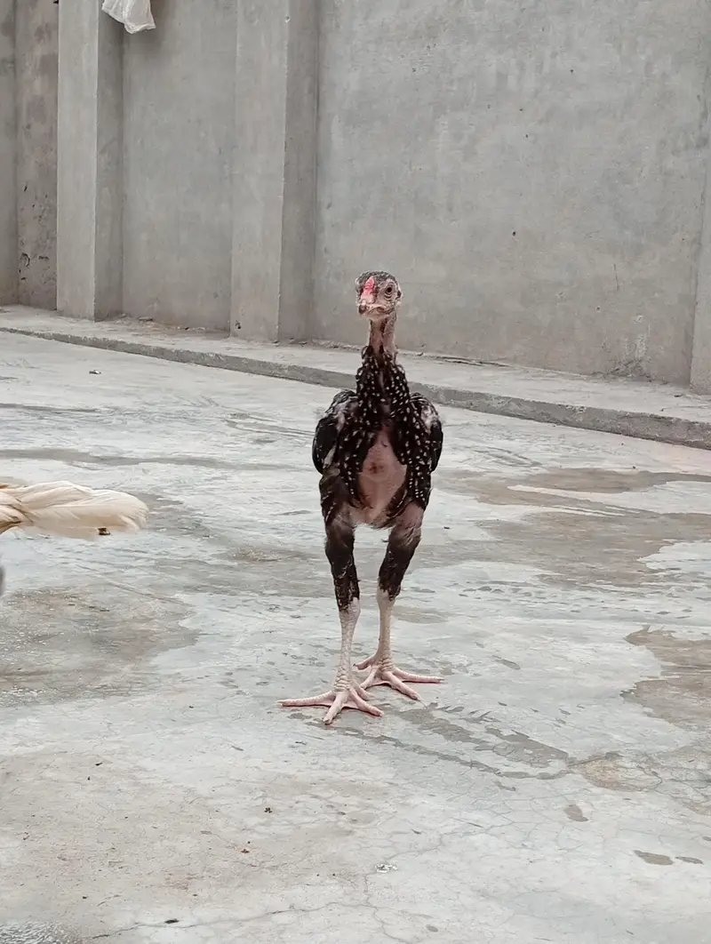 *Heera Cross vaitnam Chicks for Sale/ shamo/ thai/ chicks for sale — photo 4