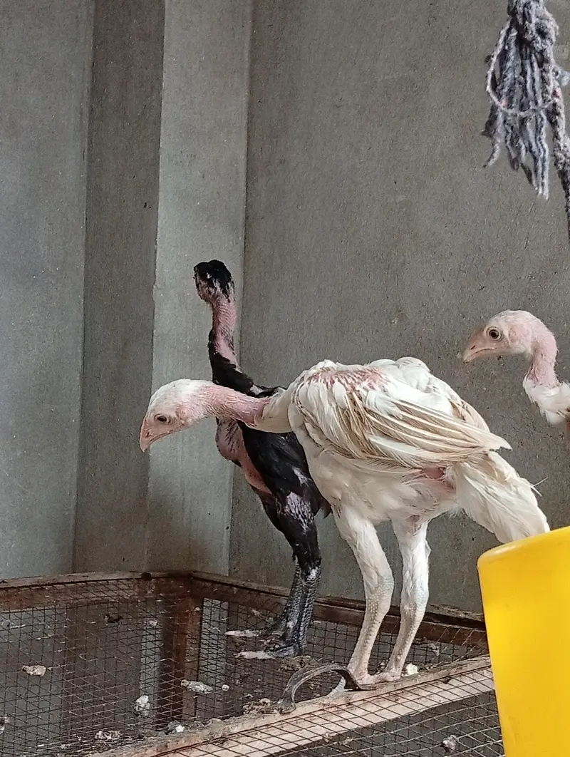 *Heera Cross vaitnam Chicks for Sale/ shamo/ thai/ chicks for sale — photo 6