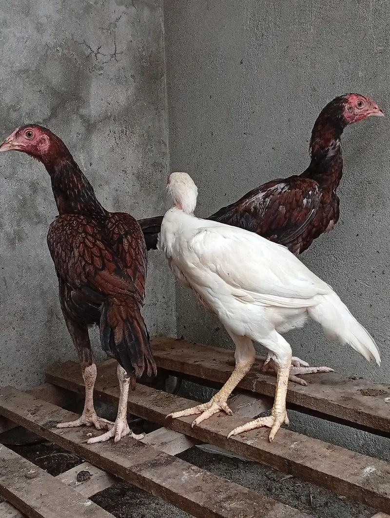 *Heera Cross vaitnam Chicks for Sale/ shamo/ thai/ chicks for sale — photo 7