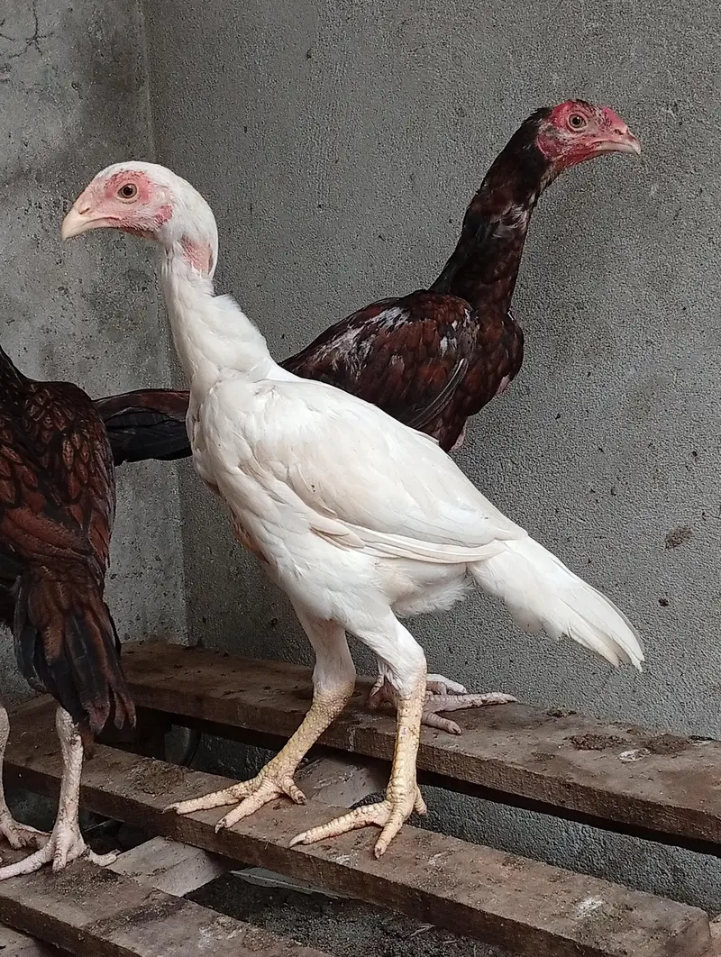 *Heera Cross vaitnam Chicks for Sale/ shamo/ thai/ chicks for sale — photo 9